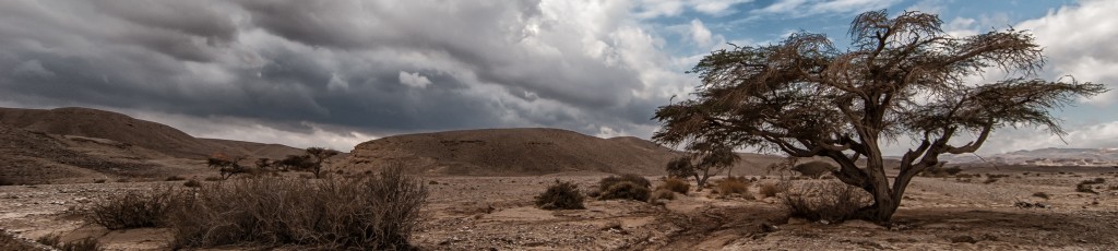 טיולים בערבה
